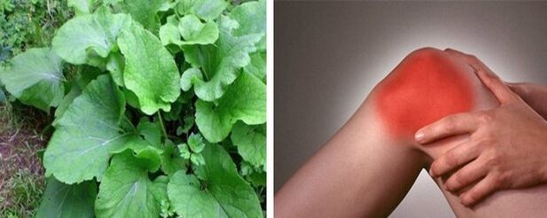 Benefits of Burdock for Arthrosis of the Knee Joint