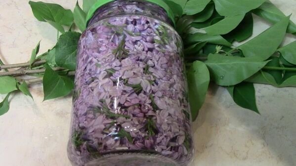 Alcoholic tincture of lilac for rubbing the lower back affected by osteochondrosis